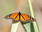 Monarch  (Danaus plexippus)