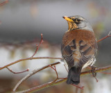 Fieldfare.( Turdis pilaris )