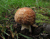 Amanita rubescens (The Blusher )