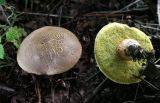 Boletus chrysenteron (Red Cracking Bolete)