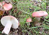 RUSSULA NITIDA