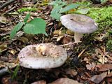 Russula cyanoxantha (Charcoal Burner)