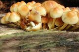 Hypholoma fasciculare (Sulphur Tuft)