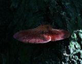 Fistulina hepatica (Beef steak fungus)