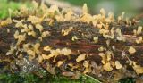 Calocera glossoides