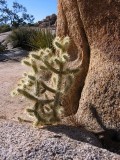 Dancing cactus