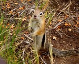The not-so-wildlife at Dinosaur NM. Feed me or I'll attack your sandwich...
