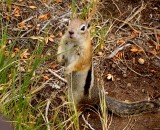 The not-so-wildlife at Dinosaur NM. Feed me or Ill attack your sandwich...