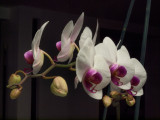 Orchid Comeback