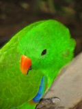 Lucy the Parrot