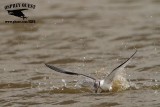 _MG_4058 Least Tern.jpg