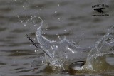 _MG_4141 Least Tern.jpg