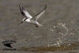 _MG_4596 Least Tern.jpg