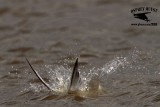 _MG_4682 Least Tern.jpg