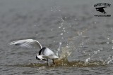 _MG_4725 Least Tern.jpg