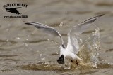 _MG_4756 Least Tern.jpg