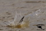 _MG_4789 Least Tern.jpg