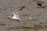 _MG_4792 Least Tern.jpg