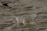 _MG_4866 Least Tern.jpg