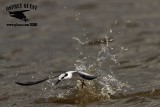 _MG_4896 Least Tern.jpg