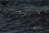 _MG_3802 Least Tern.jpg