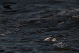 _MG_3804 Least Tern.jpg