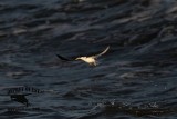 _MG_3805 Least Tern.jpg