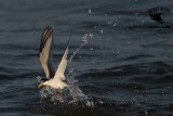 _MG_3819 Least Tern.jpg