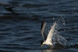 _MG_3835 Least Tern.jpg