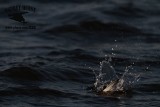 _MG_3868 Least Tern.jpg