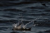 _MG_4337 Least Tern.jpg