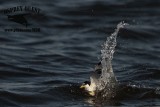 _MG_4338 Least Tern.jpg