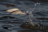 _MG_4351 Least Tern.jpg