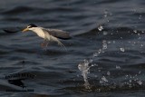 _MG_4519 Least Tern.jpg