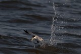 _MG_4608 Least Tern.jpg