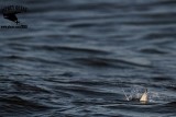 _MG_4821 Least Tern.jpg