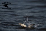 _MG_4822 Least Tern.jpg