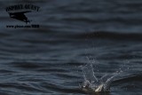 _MG_4838 Least Tern.jpg