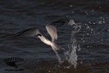 _MG_5065 Least Tern.jpg