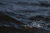 _MG_5347 Least Tern.jpg