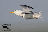 _MG_5590 Least Tern.jpg