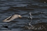 _MG_5778 Least Tern.jpg