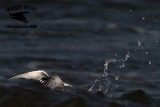 _MG_6122 Least Tern.jpg