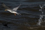 _MG_6242 Least Tern.jpg