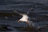 _MG_6290 Least Tern.jpg