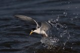 _MG_6416 Least Tern.jpg