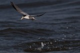 _MG_6417 Least Tern.jpg