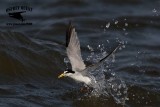 _MG_6680 Least Tern.jpg
