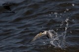 _MG_7082 Least Tern.jpg