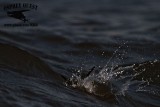 _MG_7193 Least Tern.jpg